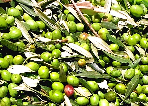 Olive raccolte doria 518